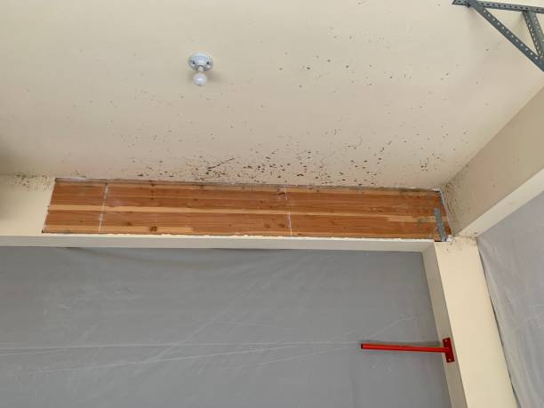 Best Attic Mold Removal  in Independence, VA